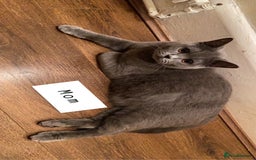 British Shorthair cats for sale: Beautiful British Shorthair Kittens  | From £500 - Image 12