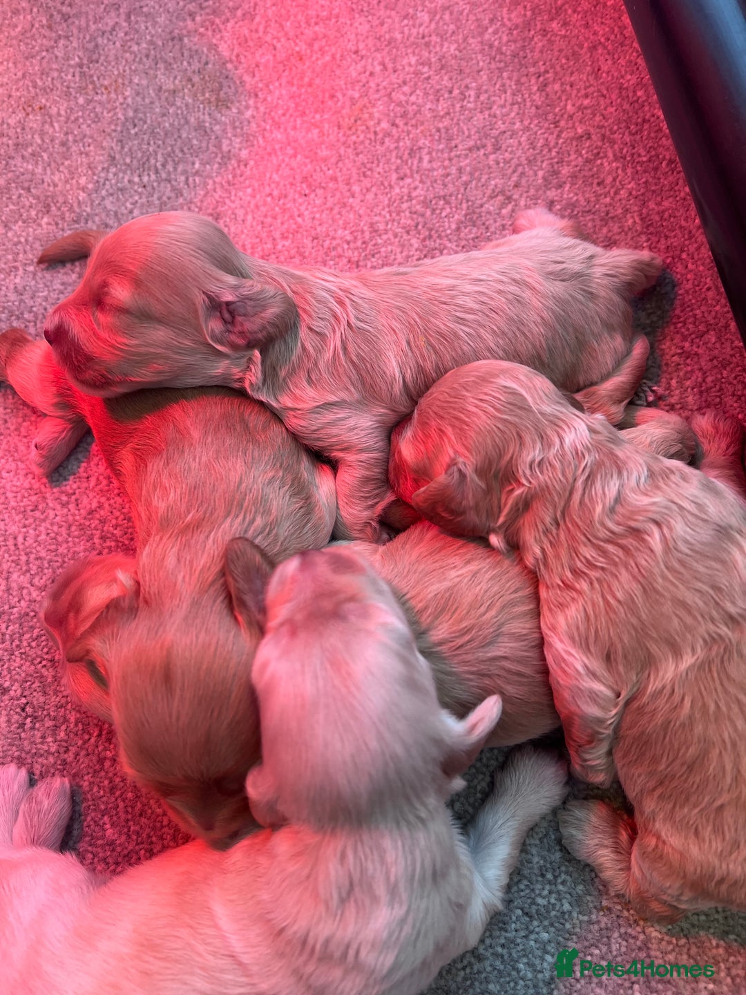 Cockapoo dogs for sale: F1B Cockapoo Puppies - Image 6