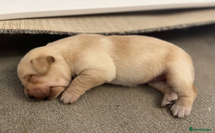 Labrador Retriever dogs - Advert 2
