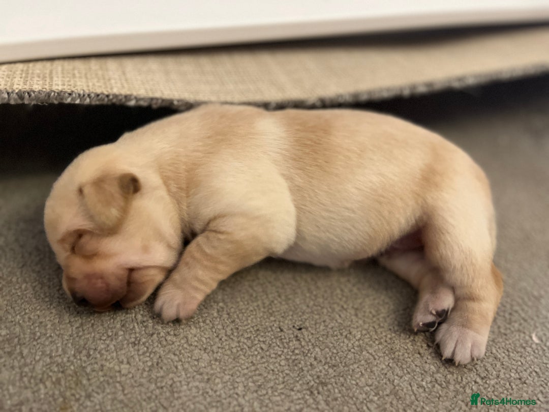 Labrador Retriever dogs for sale: Labrador puppies - Image 1