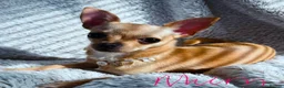 Chihuahua dogs for sale: Chihuahuas for SALE! - Advert 3
