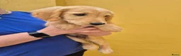 Golden Retriever dogs for sale: Lovely little boy - Advert 3