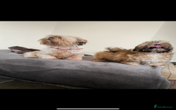 Shih Tzu dogs for sale: Shih tzu  - Image 2