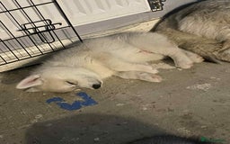 Siberian Husky dogs for sale: 1 male husky puppy white  - Image 2