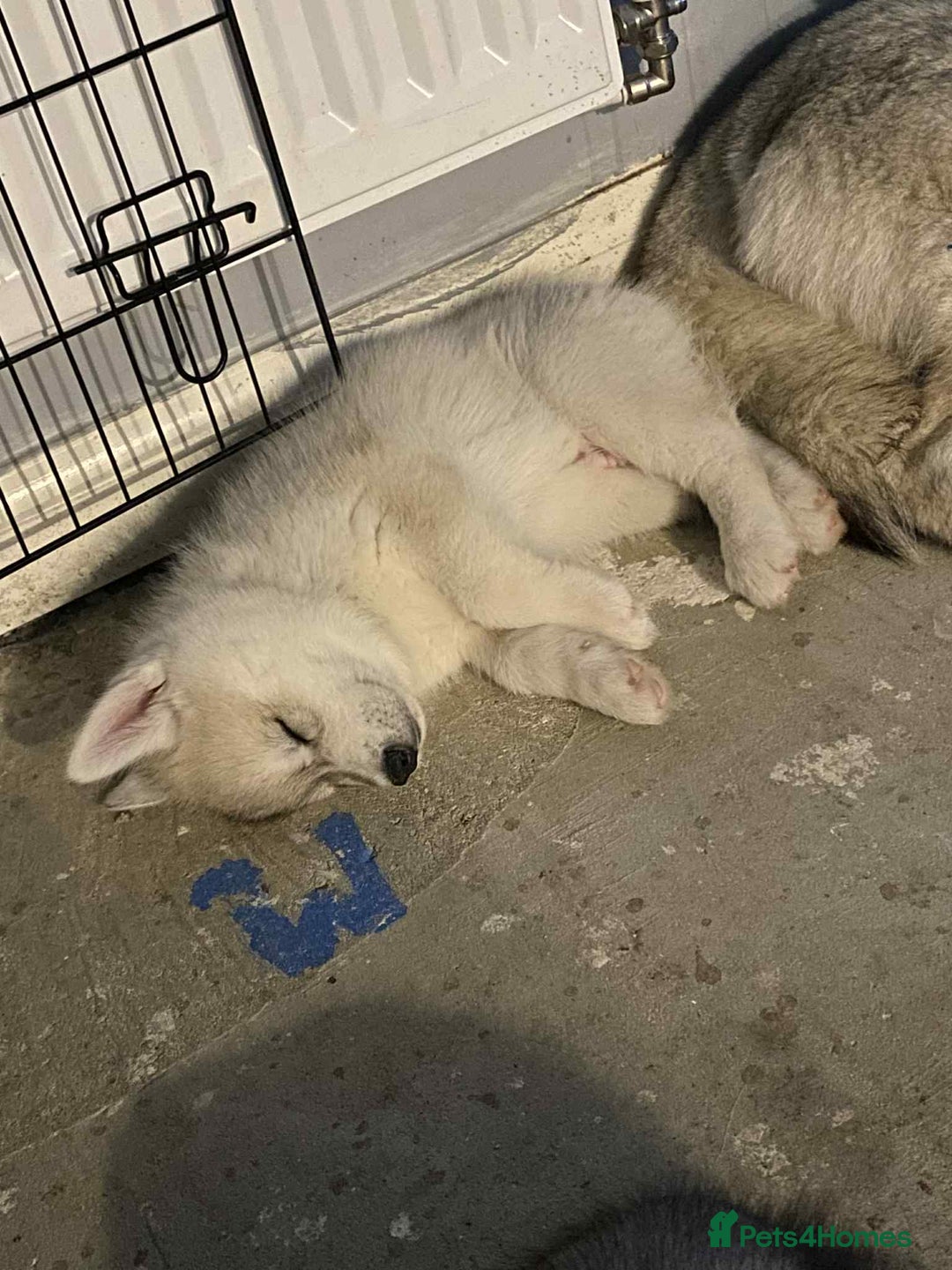 Siberian Husky dogs for sale: 1 male husky puppy white  - Image 2