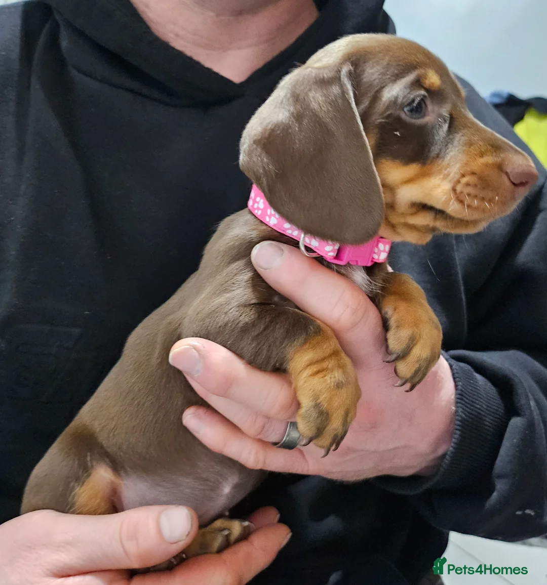 Dachshund dogs for sale: Dachshund (sausage dogs) READY NOW - Advert 11