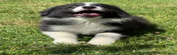 Border Collie dogs for sale: Stunning KC Registered Border Collie Puppies  - Advert 14