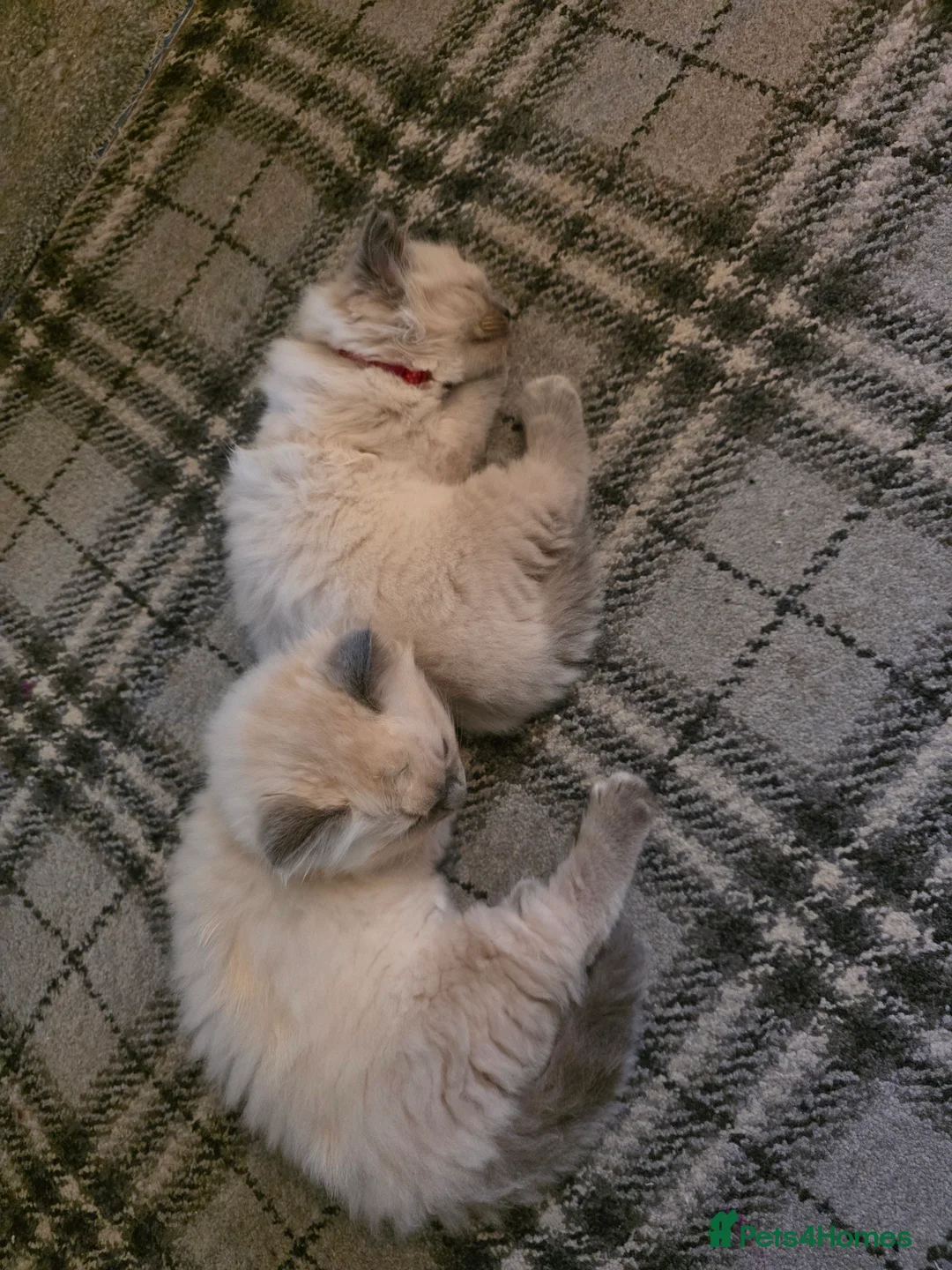 Ragdoll cats for sale: Pure Ragdoll Kittens  - Advert 3