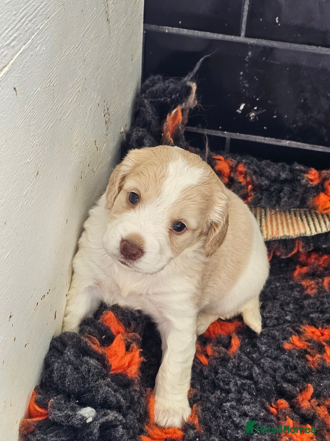 Cockapoo dogs for sale: Cockapoo puppoes - Image 12
