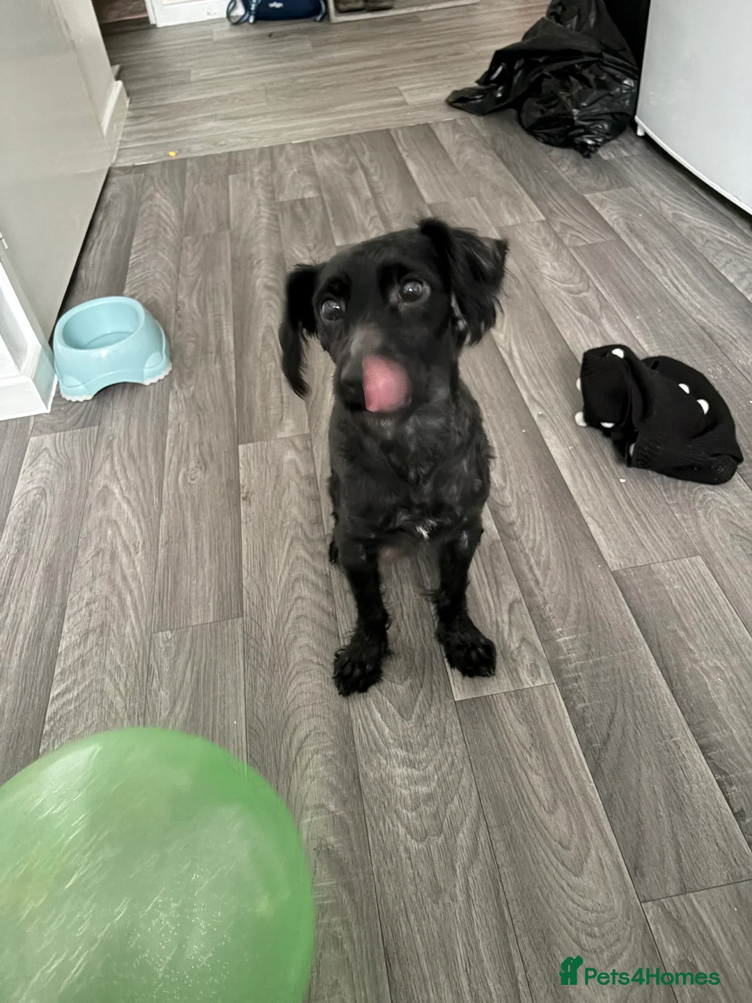 Yorkiepoo dogs for sale: Mini poodle x  - Advert 1