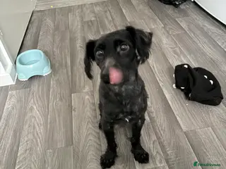 Yorkiepoo dogs Mini poodle x - Advert 1