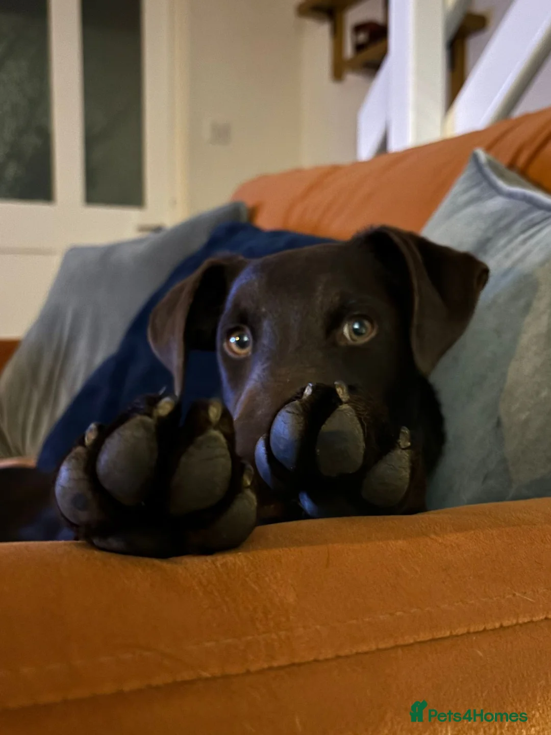 Mixed Breed dogs for sale: Lovely Buttons needs his family  - Advert 12