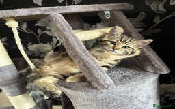 British Shorthair cats for sale: 10 Week Old British Shorthair X Kitten - Image 6