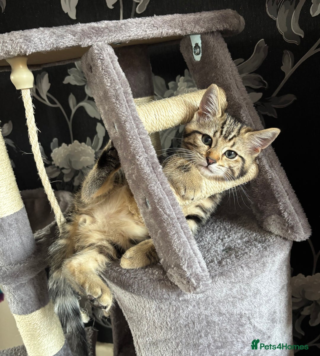 British Shorthair cats for sale: 10 Week Old British Shorthair X Kitten - Image 6