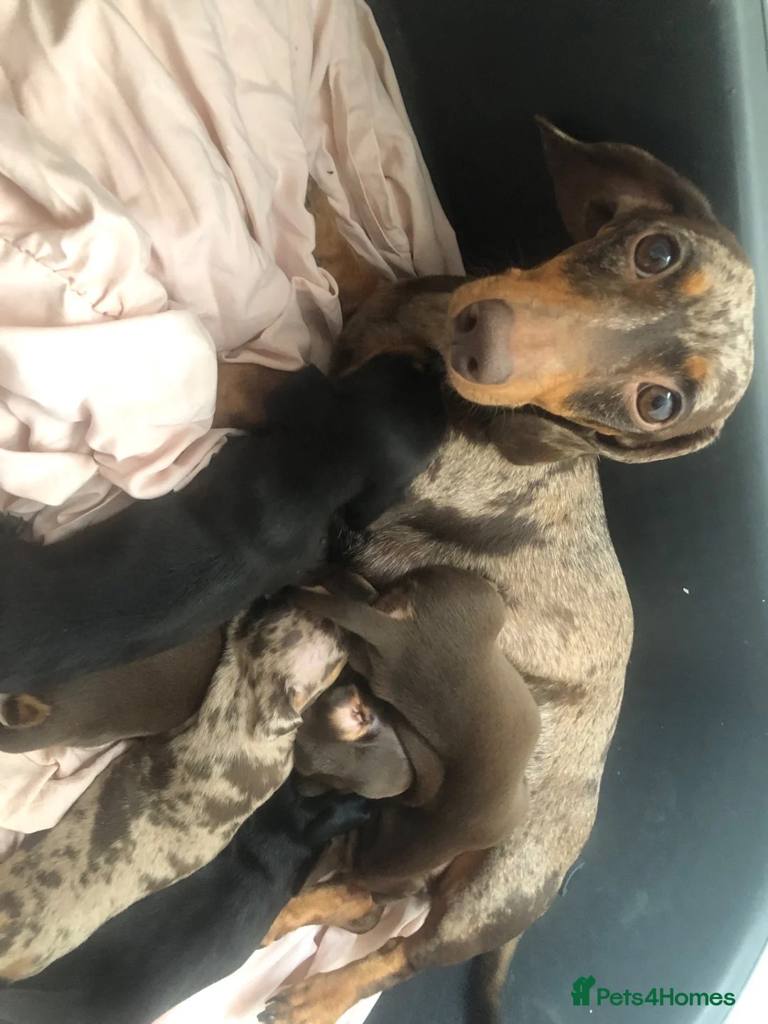 Dachshund dogs for sale: Miniature dutch hound, puppies  - Advert 1