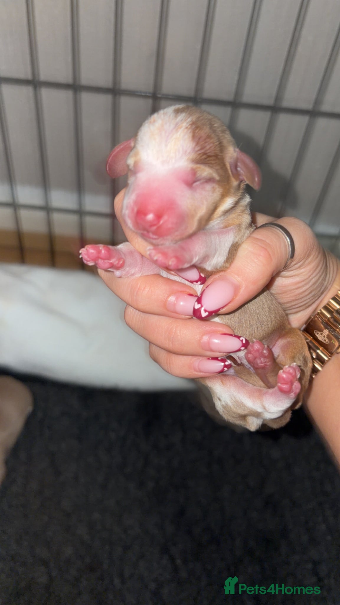 Miniature Dachshund dogs KC registered PRA clear miniature dachshunds - Advert 1