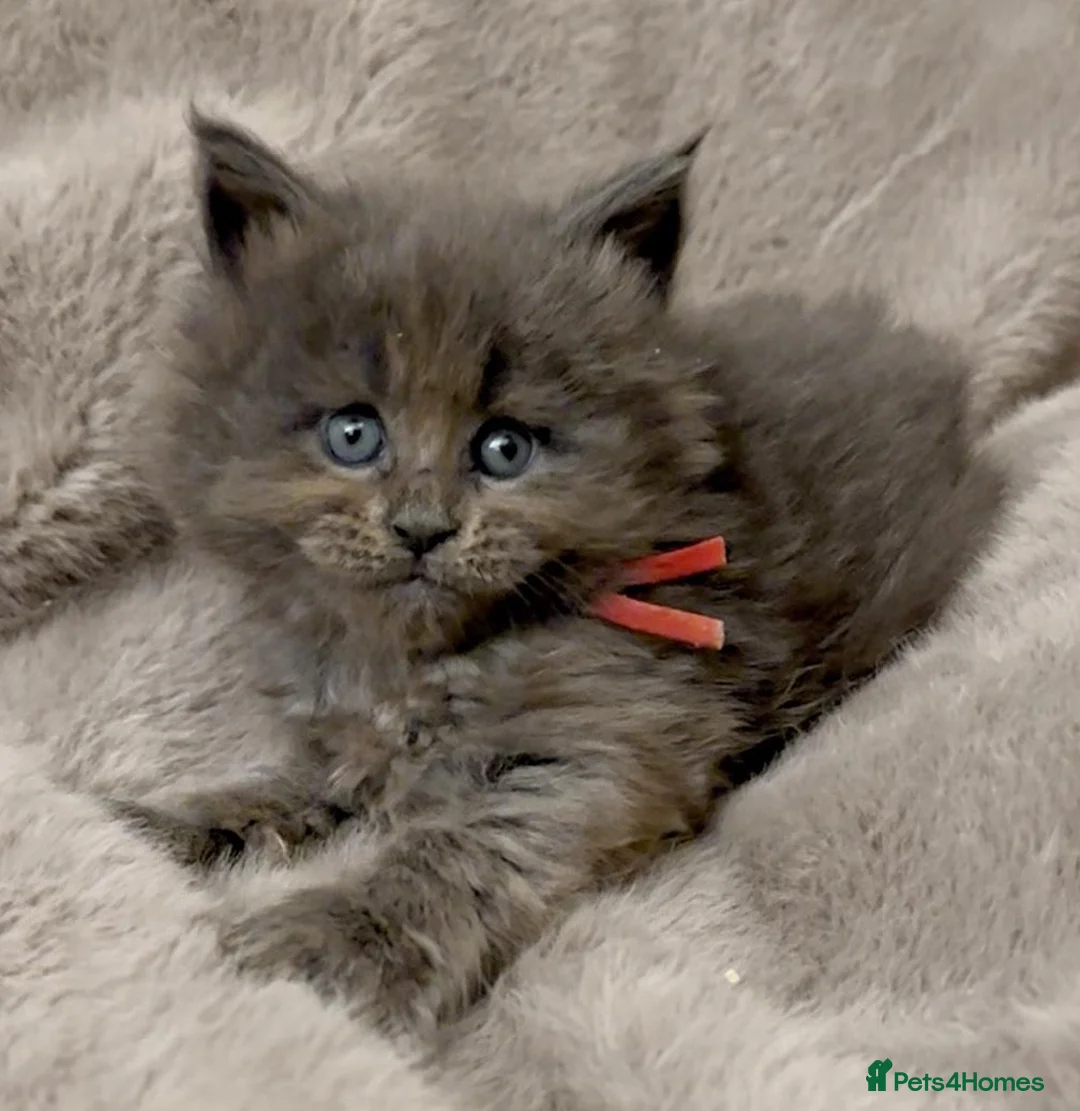 Maine Coon cats for sale: Pedigree GCCF registered Maine Coon kittens  - Advert 12