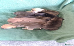 Staffordshire Bull Terrier dogs for sale: Beautiful staffy pups - Image 1