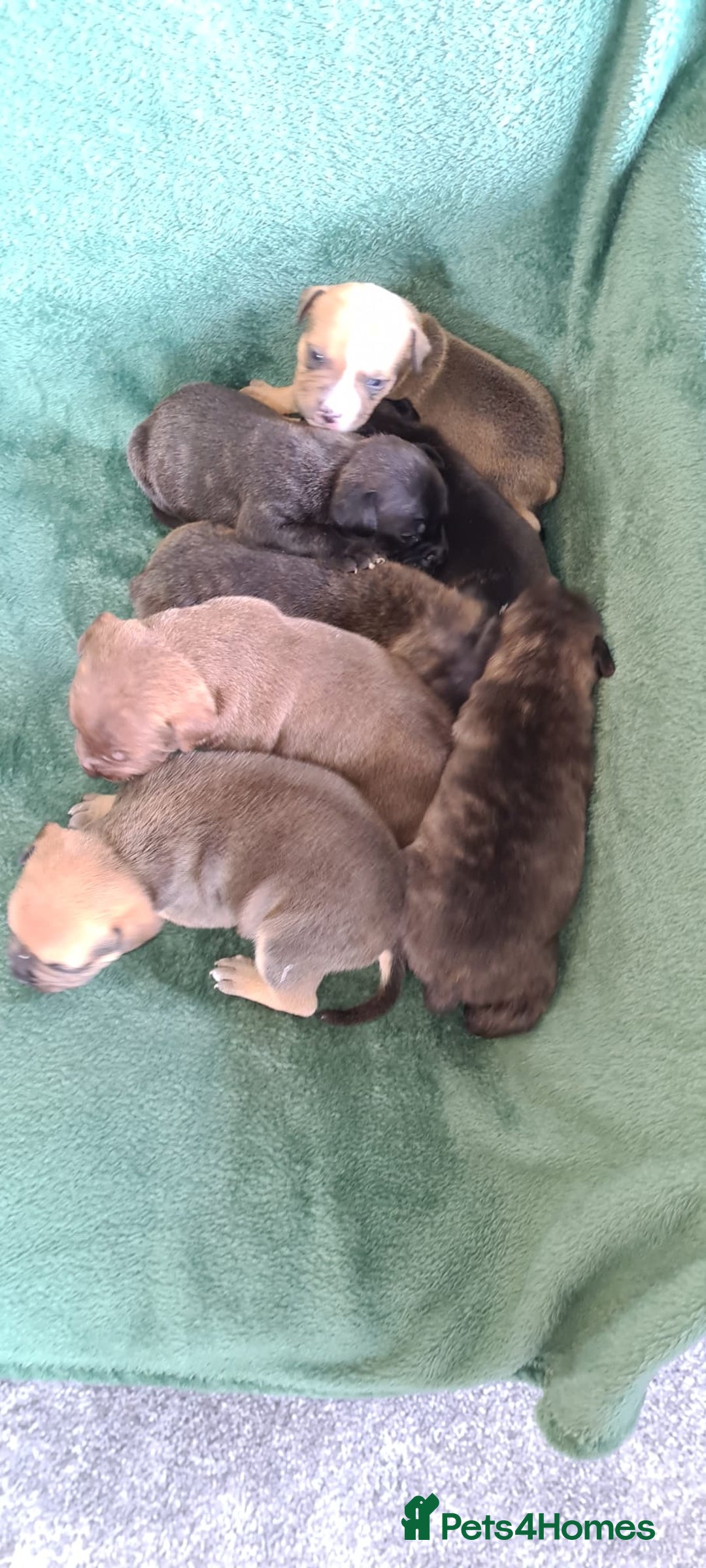Staffordshire Bull Terrier dogs for sale: Beautiful staffy pups - Image 1