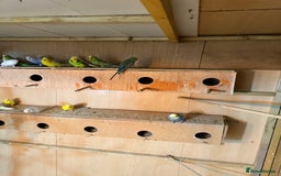 Budgerigars birds for sale: Budgies  - Image 8