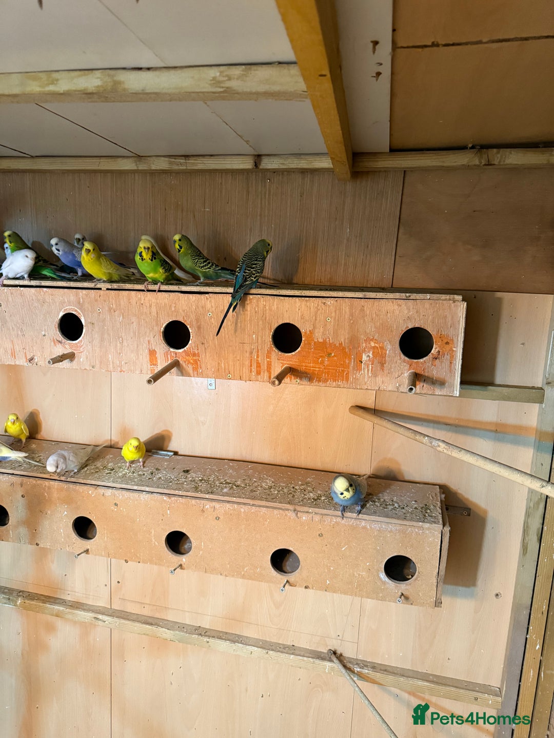 Budgerigars birds for sale: Budgies  - Image 8
