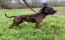 American Bully dogs for sale: Classic American Bully - Image 4