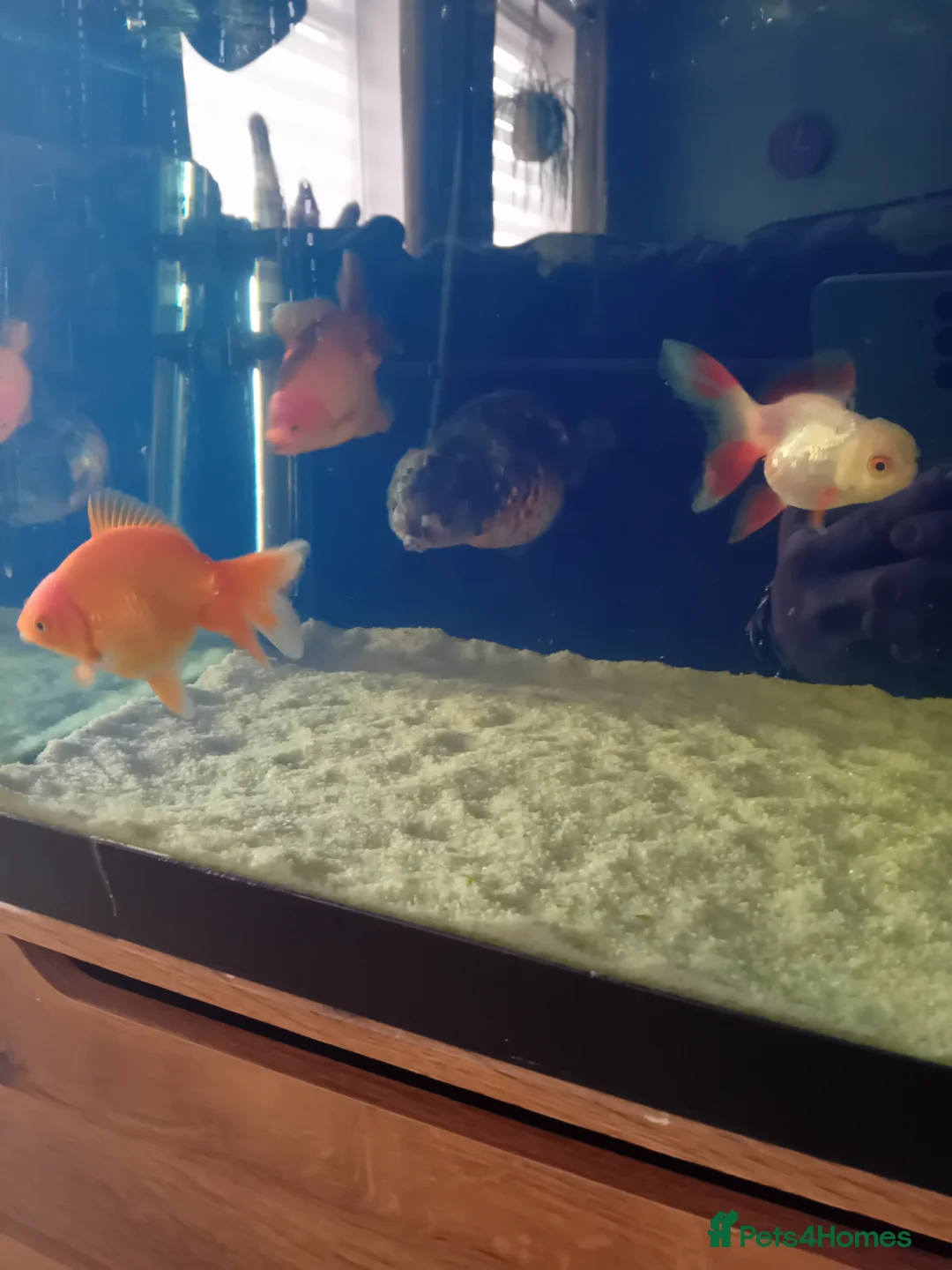 Fancy Goldfish fish for sale: Fancy goldfish in Bristol - Advert 1
