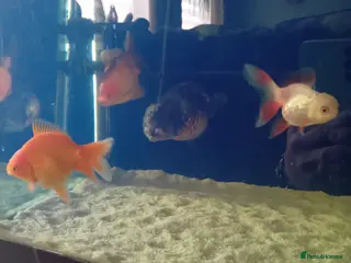 Fancy Goldfish fish Fancy goldfish in Bristol - Advert 1