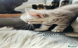 British Shorthair cats for sale: ❤️Gorgeous Scottish Fold/Straight kittens❤️ - Image 14