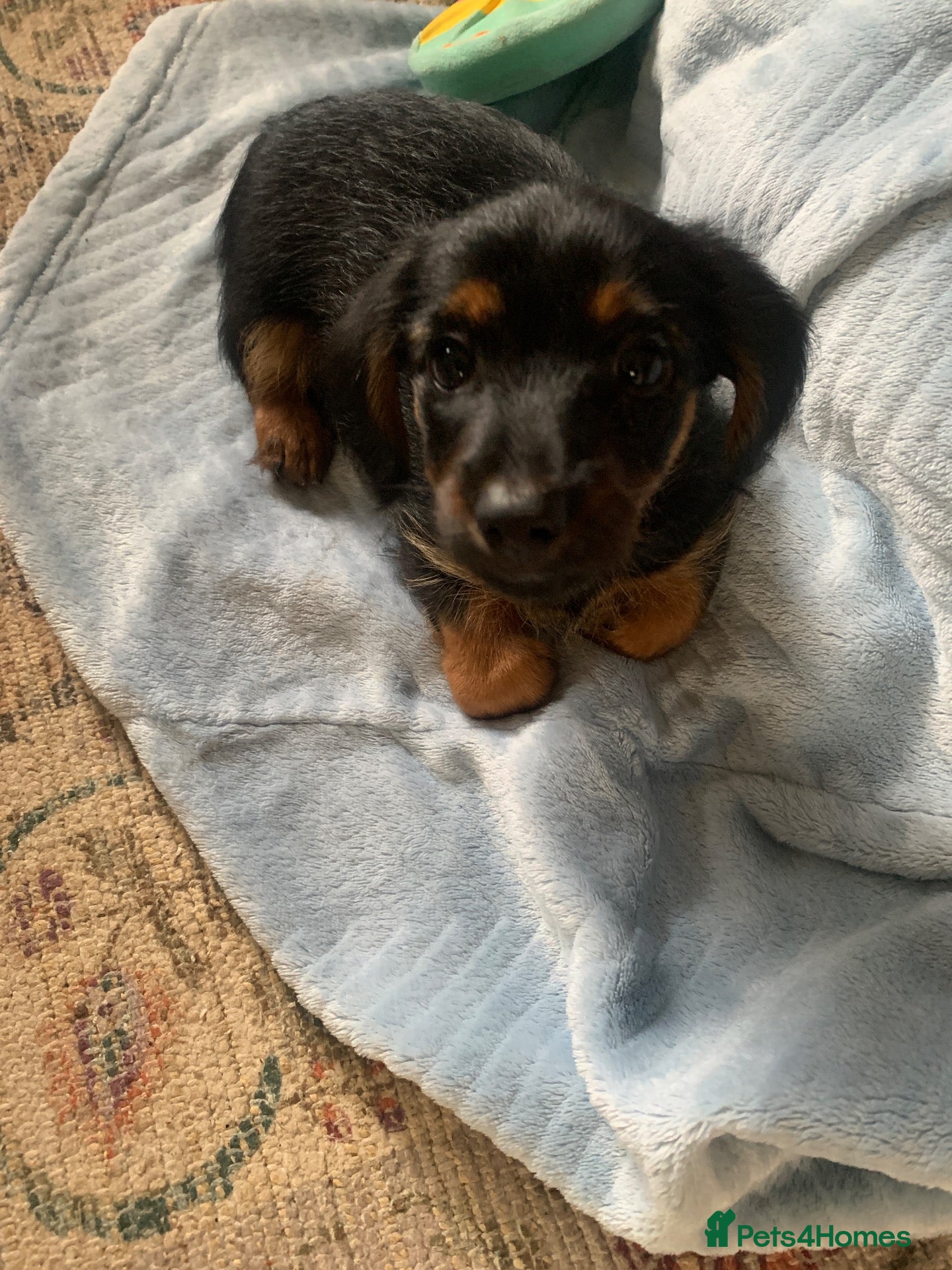 Mixed Breed dogs Yorkshire terrier x LAST BOY  - Advert 3