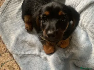 Mixed Breed dogs Yorkshire terrier x LAST BOY - Advert 3