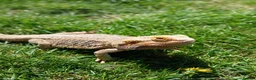 Bearded Dragon reptiles for sale: Bearded dragon and full setup  - Advert 5