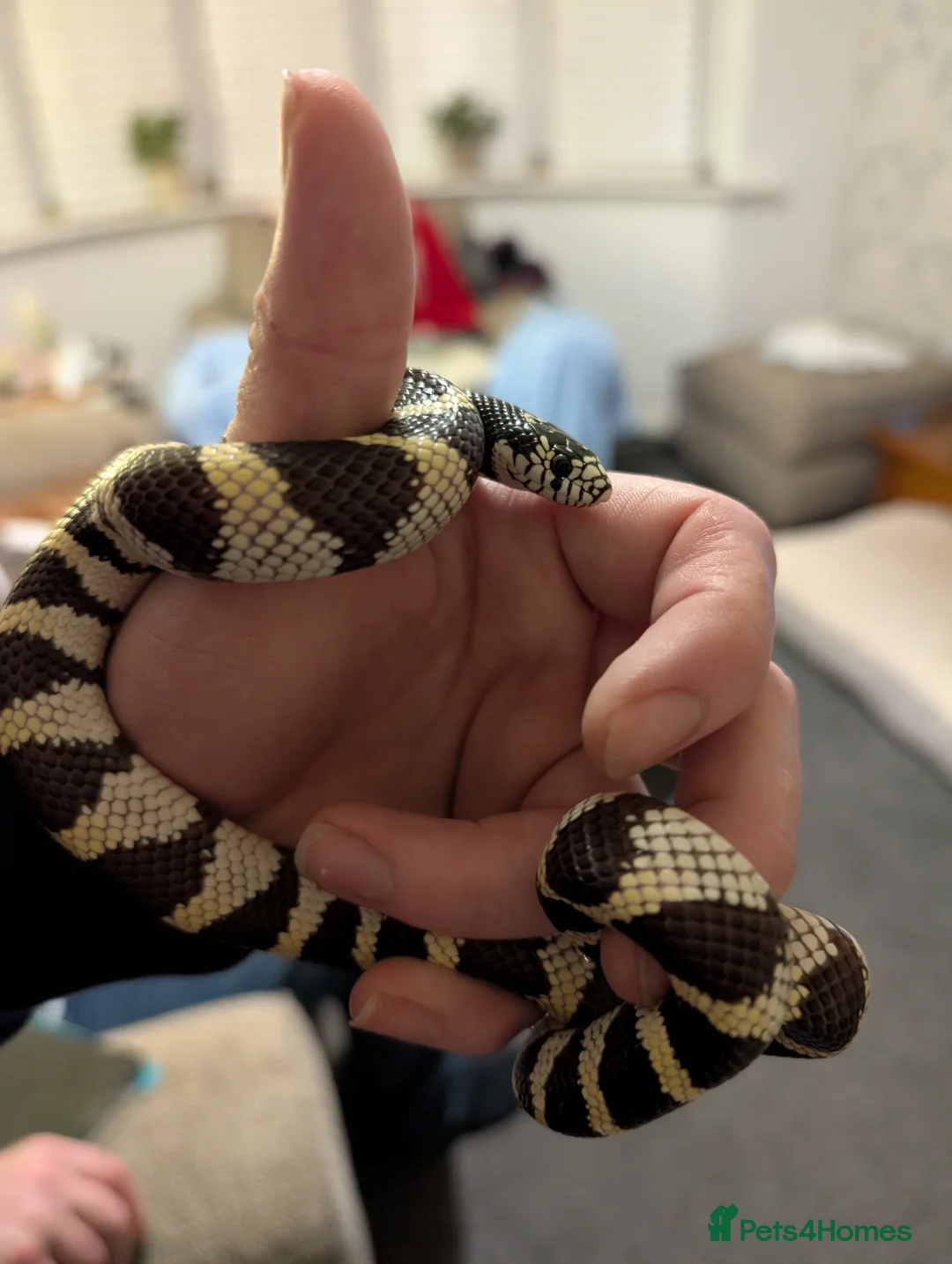 King Snake reptiles for sale: Californian king snake  - Advert 4