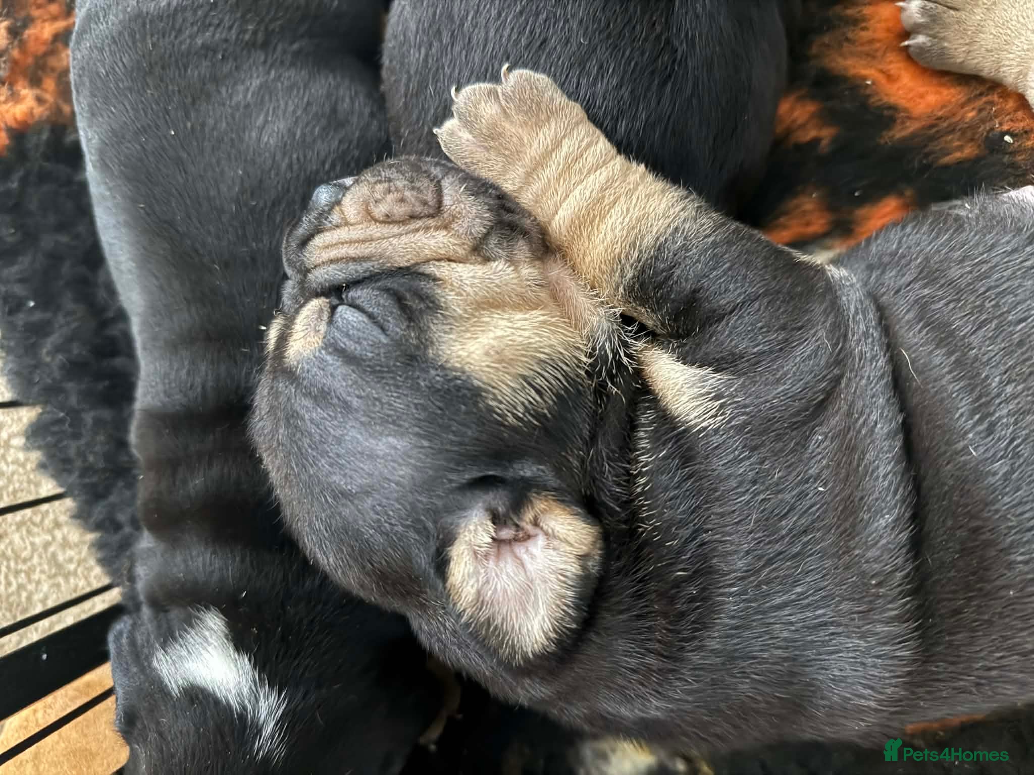 Olde English Bulldogge dogs Olde english bulldogee - Advert 2