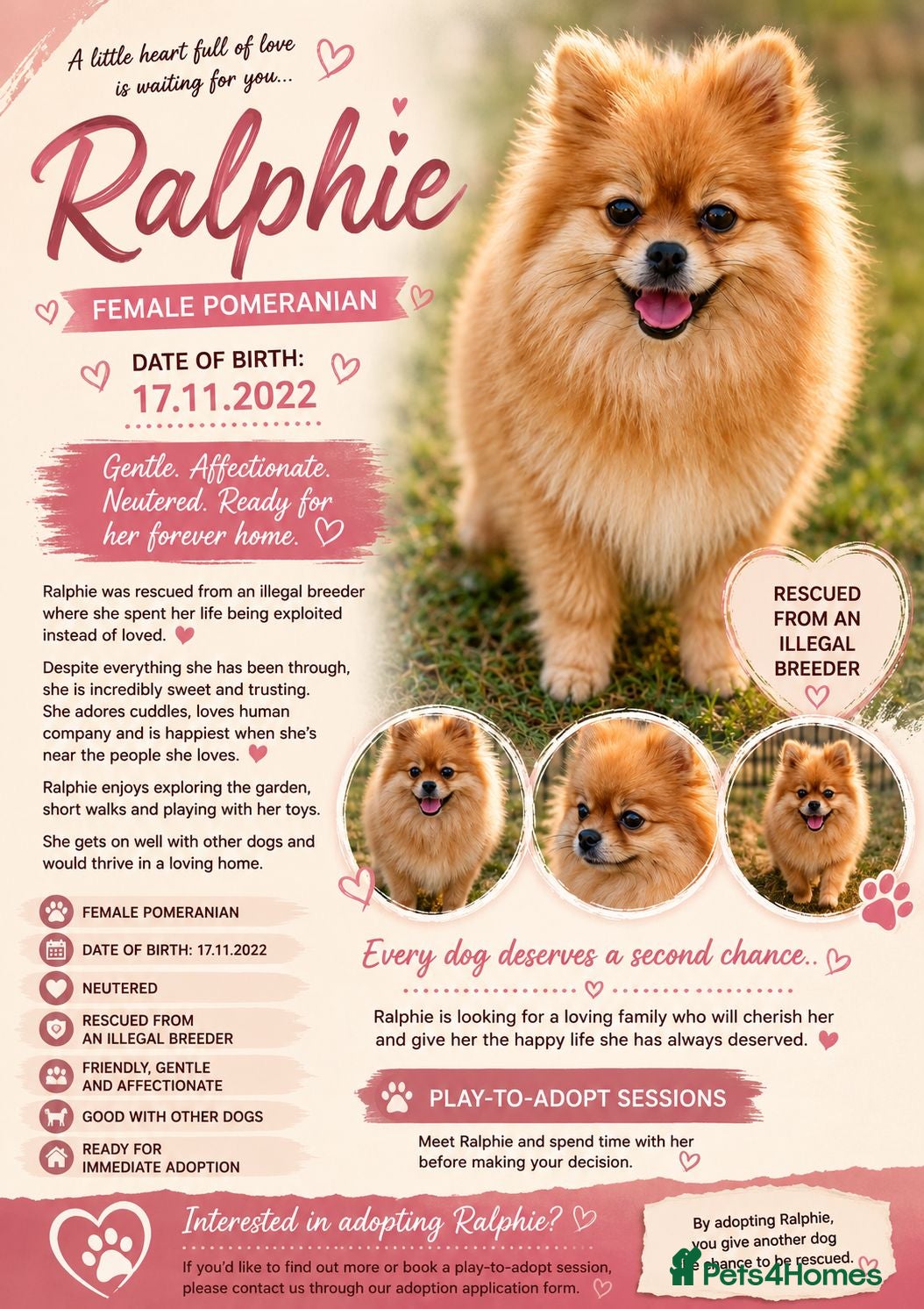 Pomeranian dogs 🐾 RALPHIE – Female Pomeranian 🐾 - Advert 2
