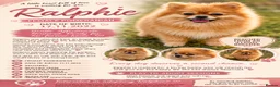 Pomeranian dogs for adoption: 🐾 RALPHIE – Female Pomeranian 🐾 - Advert 2