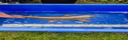 Koi Carp fish for sale: Pond clearance - Advert 16