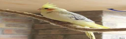 Cockatiels birds for sale: Young Cockatiels - Advert 10
