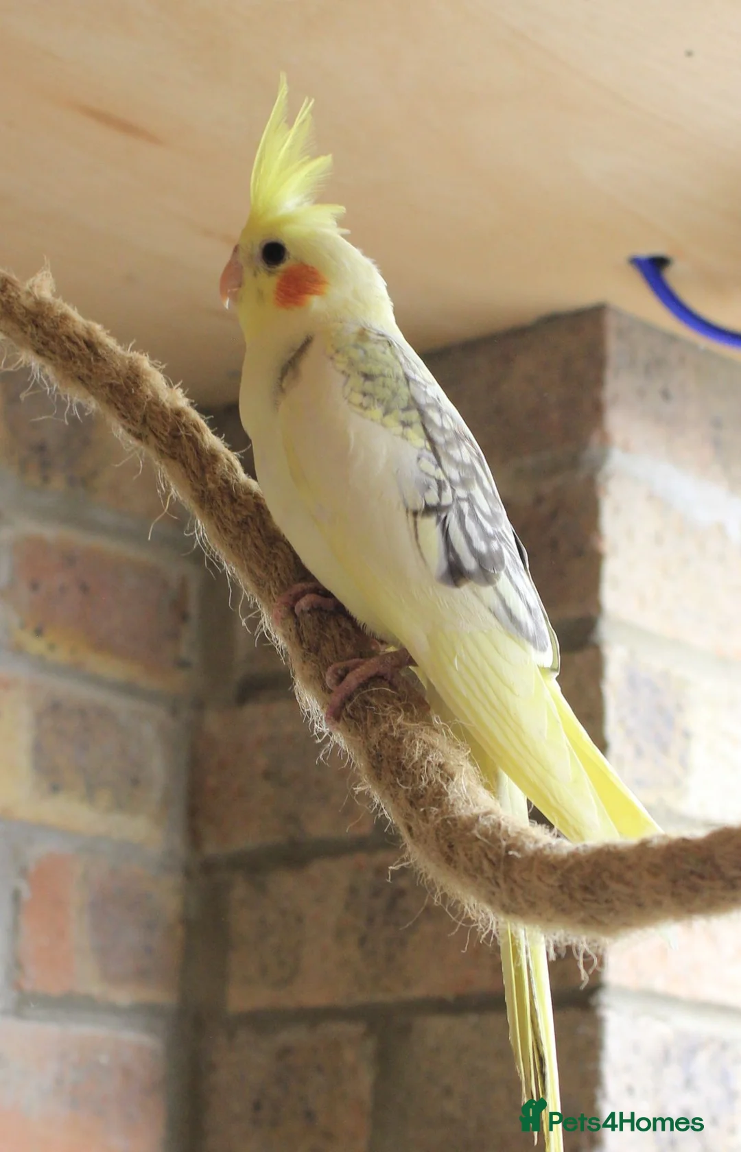 Cockatiels birds for sale: Young Cockatiels - Advert 10