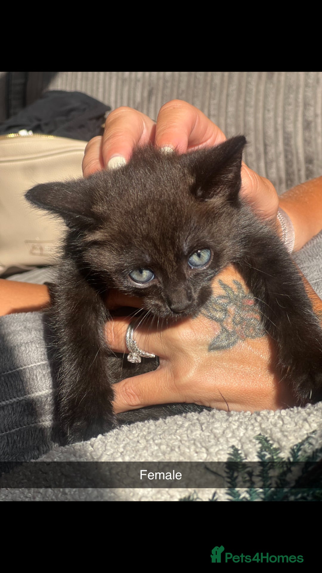 Mixed Breed cats for sale: Beautiful rare kittens - Image 7