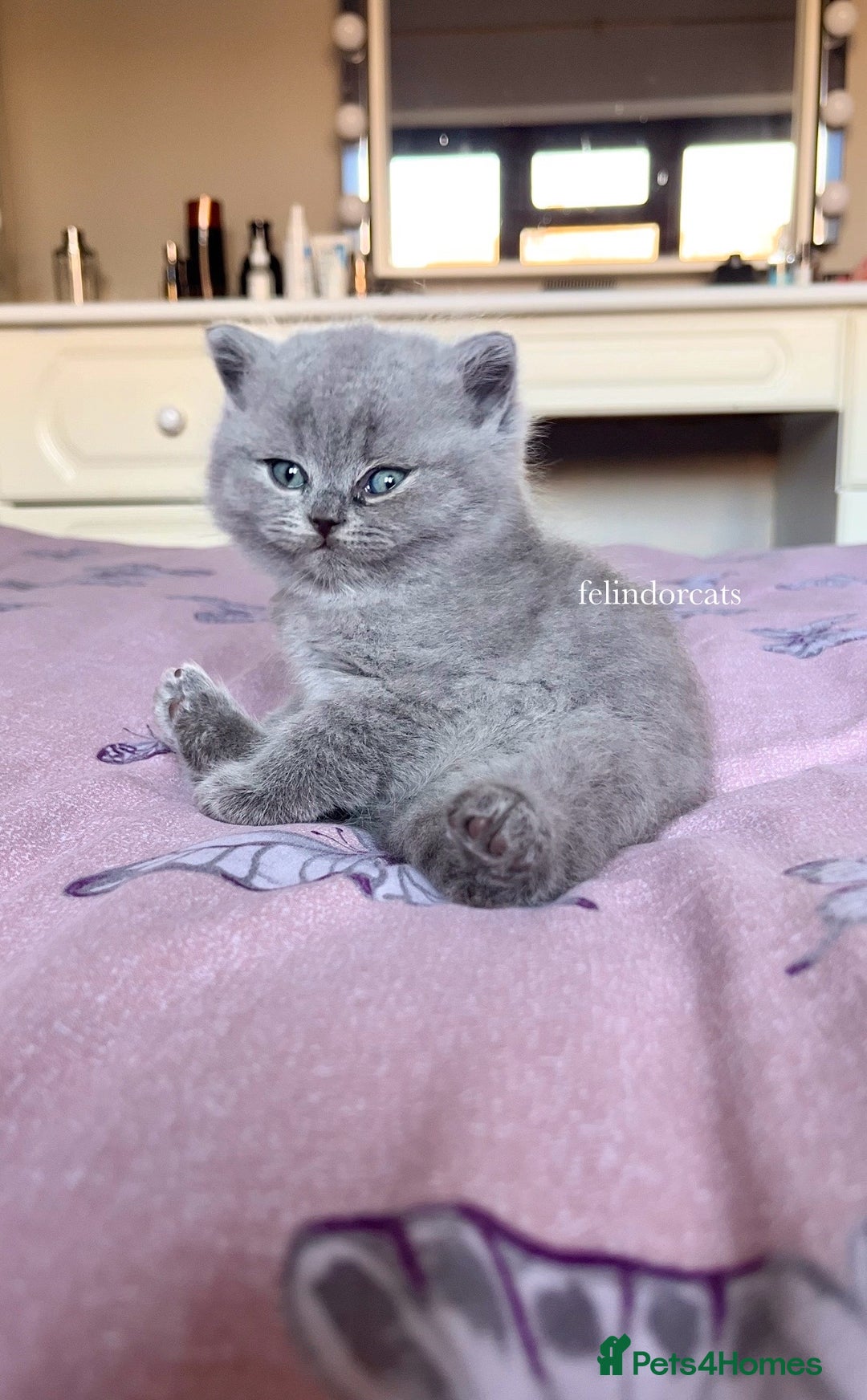 British Shorthair cats for sale: Show quality Blue British shorthair Tica🏆 - Image 2