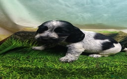 Cocker Spaniel dogs for sale: Show Type blue/Tri/chocolate Roan Cocker Spaniels  - Image 12