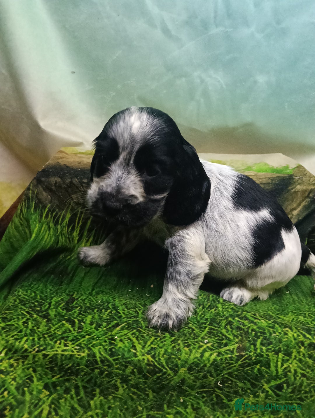 Cocker Spaniel dogs for sale: Show Type blue/Tri/chocolate Roan Cocker Spaniels  - Image 12