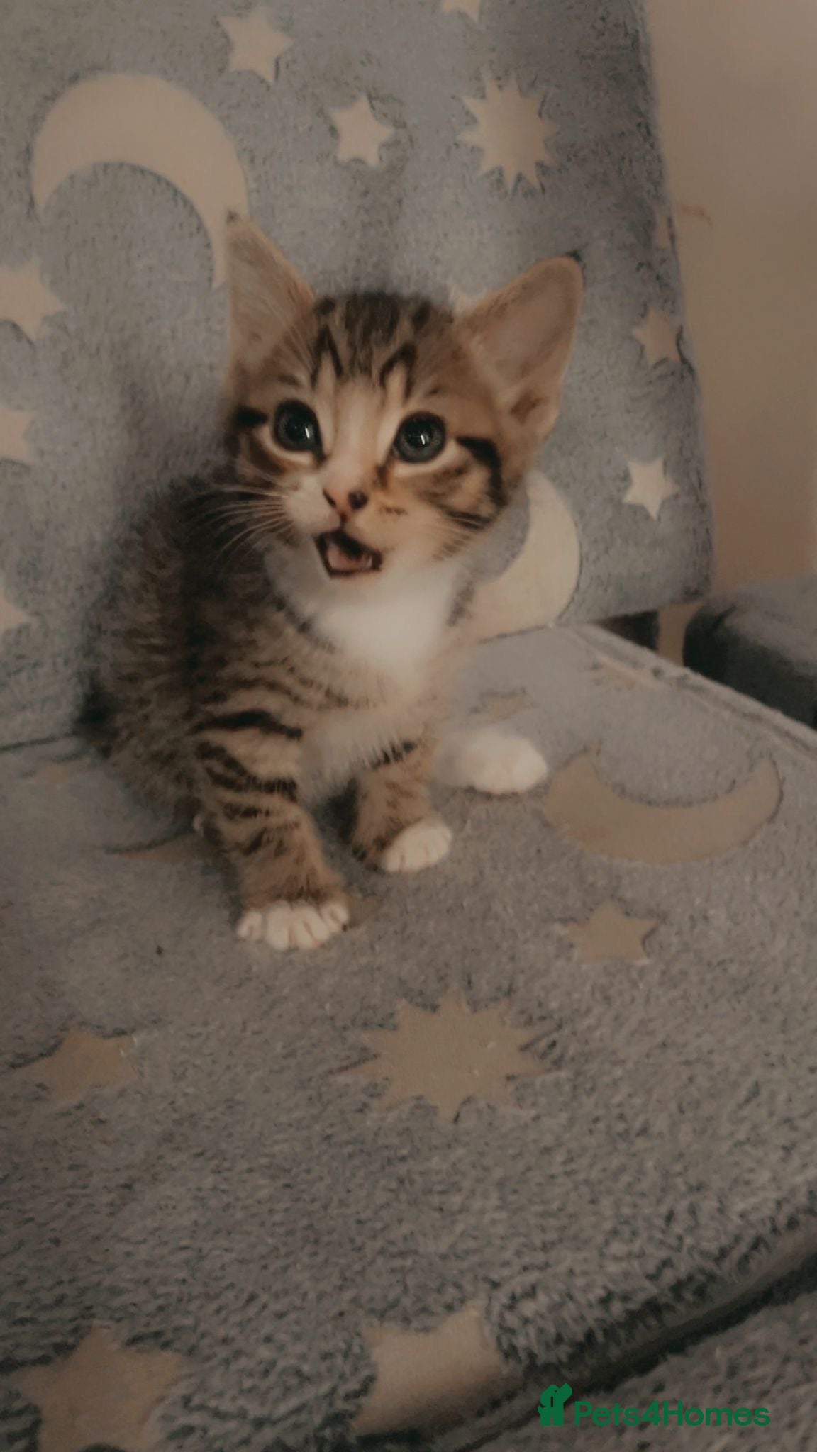 Mixed Breed cats Female kitten - Advert 6