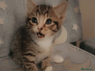 Mixed Breed cats Female kitten - Advert 6