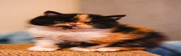 Persian cats for sale: Exotic Persian kittens  - Advert 21