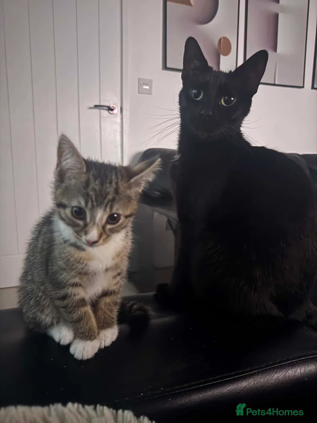 Mixed Breed cats for sale: Kitten for sale - Advert 3