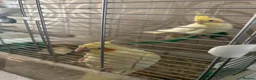 Cockatiels birds for sale: Lutino Cockatiels  in Ilminster - Advert 4