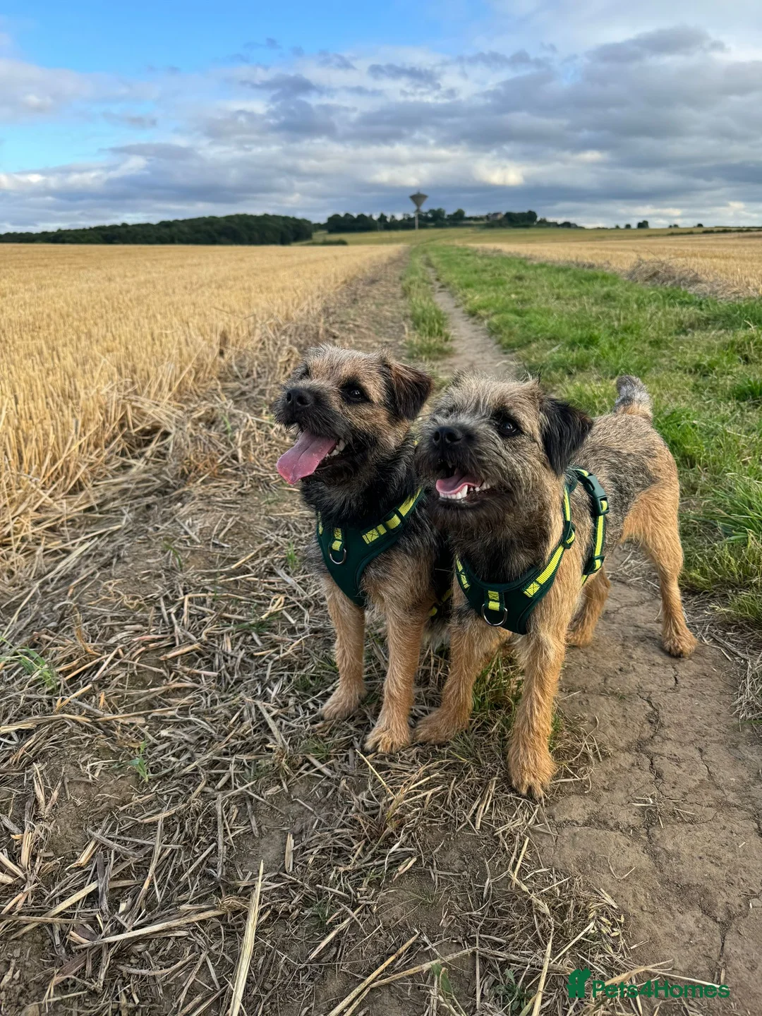 Border Terrier dogs for sale: Beautiful Border Terrier Puppies - Advert 29