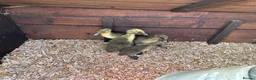 Ducks poultry for sale: Runner and Call Ducklings  - Advert 5